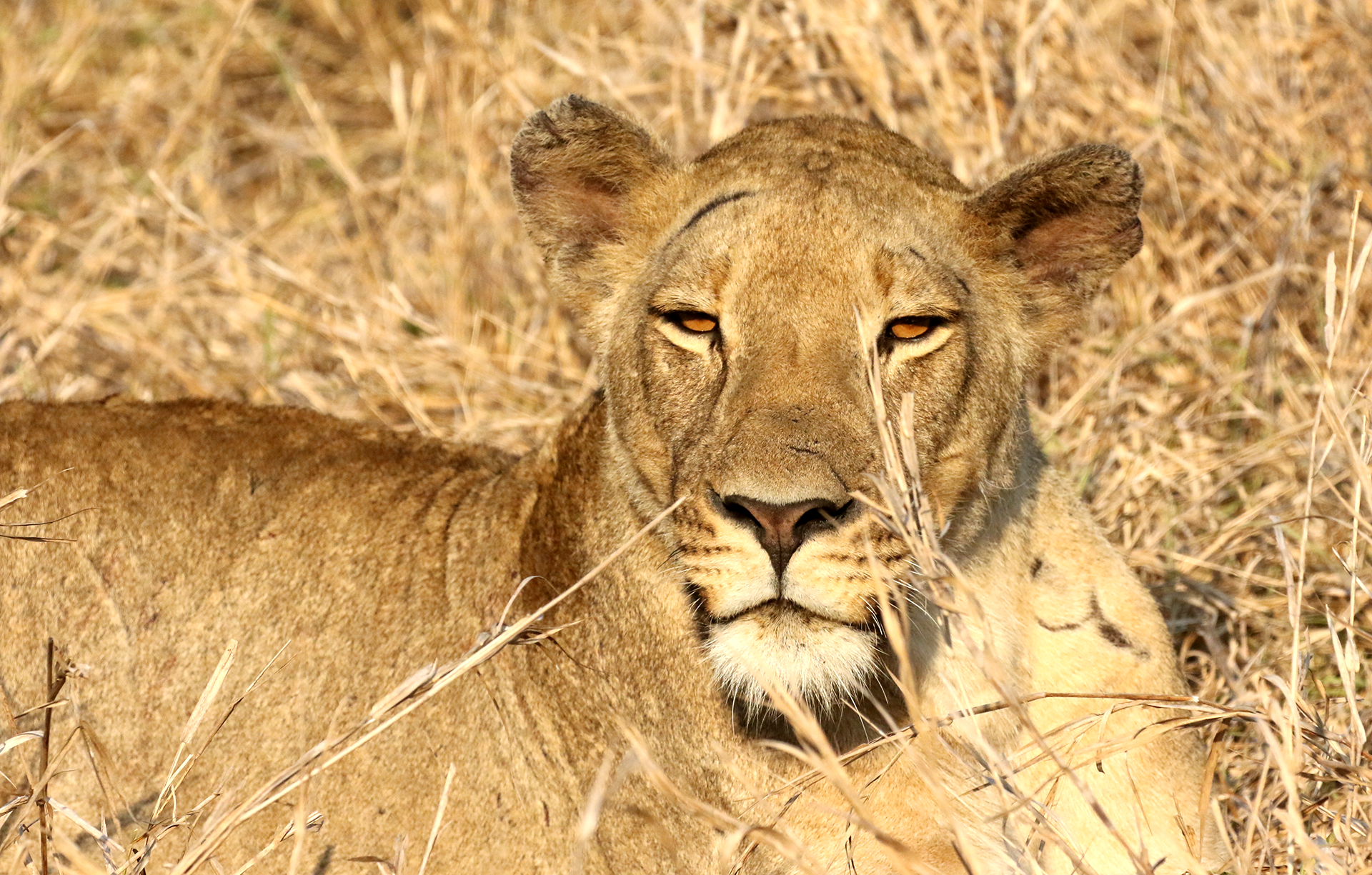 Cosa vedere e fare in Mozambico: leone gorongosa