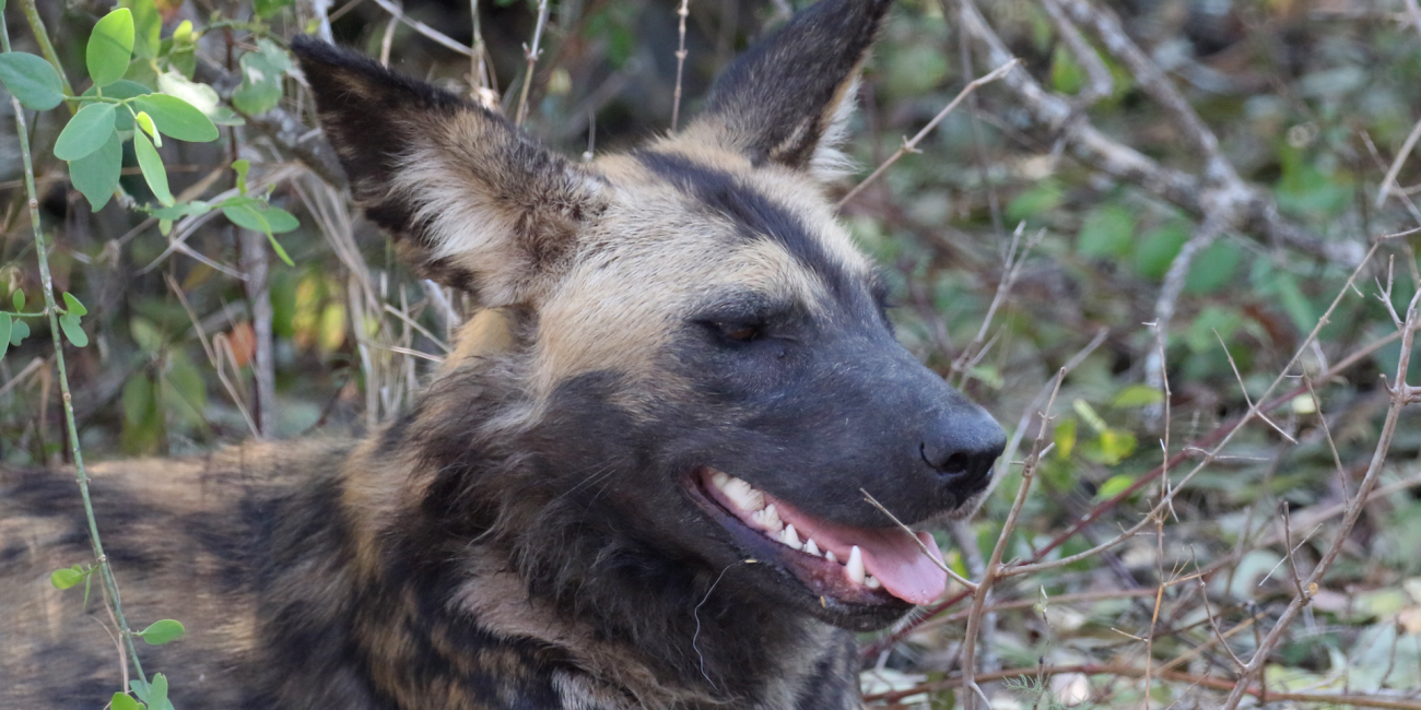 Licaone Parco Nazionale di Nogorongosa