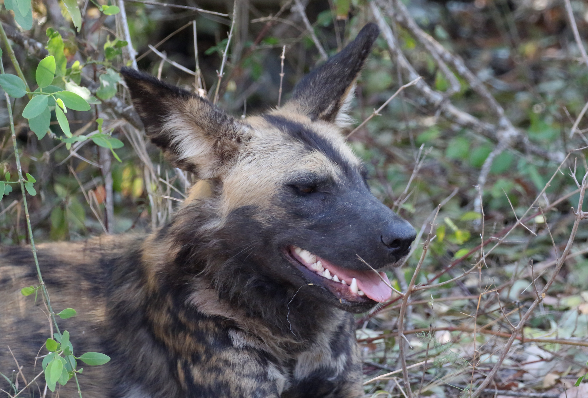 Licaone Parco Nazionale di Nogorongosa