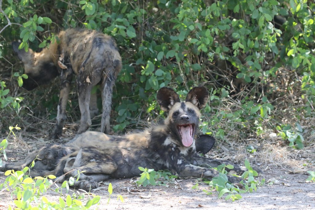 Destinazioni da Non Perdere in mozambico: ngorongosa