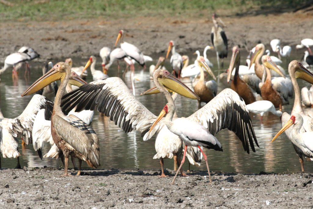 birdwatching a Gorongosa National Park