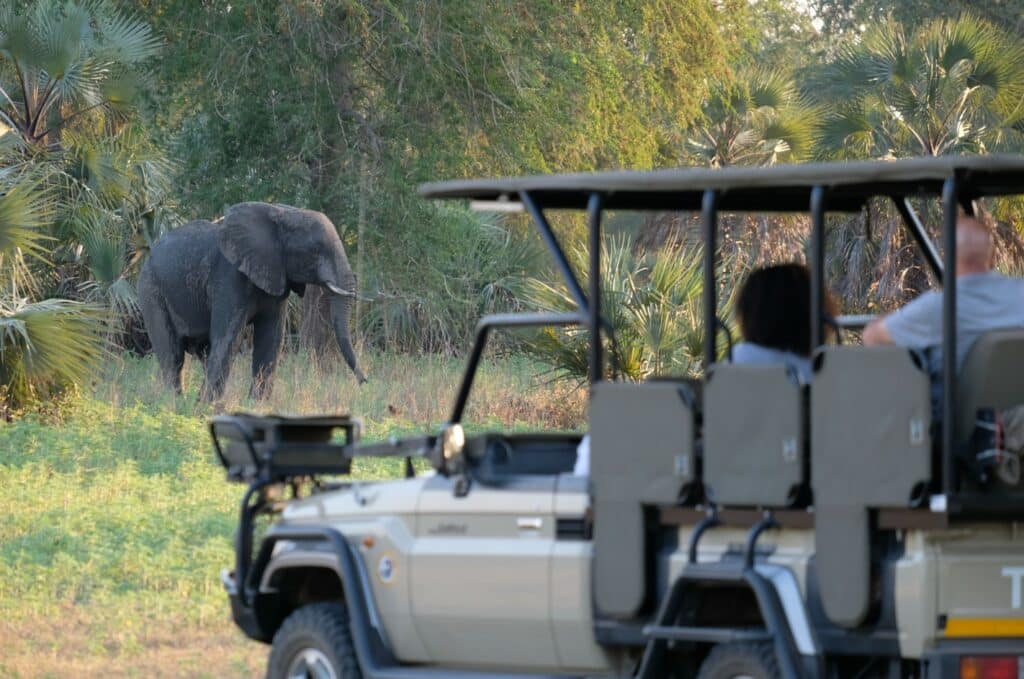 safari gorongosa
